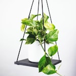 曼城足球俱乐部队徽 - 天蓝色背景上有帆船和玫瑰图案